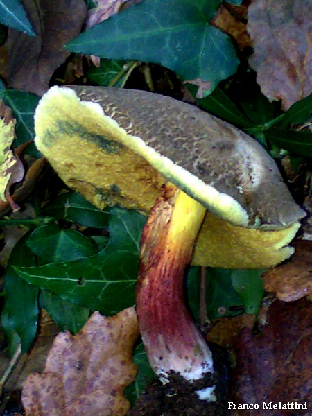 Xerocomus cisalpinus ??